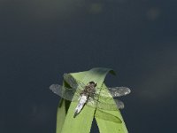 Libellula fulva 11, Bruine korenbout, Saxifraga-Jan van der Straaten