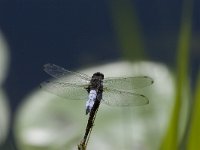 Libellula fulva 12, Bruine korenbout, male, Saxifraga-Willem Jan Hoeffnagel