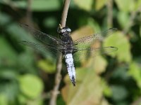 Libellula fulva 13, Bruine korenbout, male, Vlinderstichting-Tim Termaat