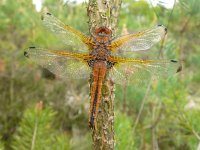 Libellula fulva 14, Bruine korenbout, Saxifraga-Mark Zekhuis