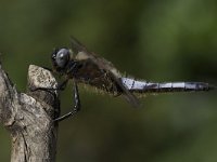 Bruine Korenbout, Libellula fulva, Scarce Chaser  Bruine Korenbout, Libellula fulva, Scarce Chaser : male, garden, blue, Bruine Korenbout, man, Libellula fulva, the netherlands, tuin, uitgekleurd, natuur, Nederland, mannetje, insect, stick, urban, Utrecht, stad, woonwijk, blauw, stadsnatuur, nature, stok, suburban, city nature, Scarce Chaser, city