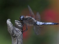 Bruine Korenbout, Libellula fulva, Scarce Chaser  Bruine Korenbout, Libellula fulva, Scarce Chaser : stok, stadsnatuur, woonwijk, uitgekleurd, Libellula fulva, suburban, stick, man, blauw, male, nature, the netherlands, Scarce Chaser, insect, blue, city, garden, Utrecht, natuur, tuin, stad, Bruine Korenbout, Nederland, city nature, mannetje, urban