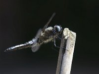 Bruine Korenbout, Libellula fulva, Scarce Chaser  Bruine Korenbout, Libellula fulva, Scarce Chaser : man, Bruine Korenbout, blue, Nederland, stick, stadsnatuur, stok, the netherlands, tuin, city nature, mannetje, male, Libellula fulva, city, urban, woonwijk, uitgekleurd, Scarce Chaser, insect, blauw, natuur, garden, nature, suburban, Utrecht, stad