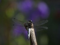 Libellula fulva 18, Bruine korenbout, Saxifraga-Luc Hoogenstein : korenbout