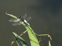 Libellula fulva 19, Bruine korenbout, Saxifraga-Jan van der Straaten