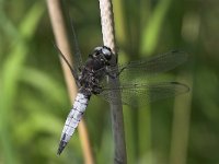 Libellula fulva 2, Bruine korenbout, Saxifraga-Edo van Uchelen