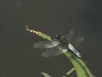 Libellula fulva 20, Bruine korenbout, Saxifraga-Jan van der Straaten