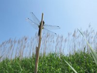 Libellula fulva 21, Bruine korenbout, Saxifraga-Mark Zekhuis