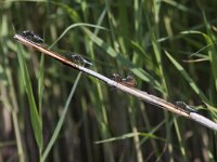 Libellula fulva 23, Bruine korenbout, Saxifraga-Mark Zekhuis