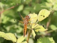 Libellula fulva 24, Bruine korenbout, female, Saxifraga-Dirk Hilbers