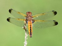 Libellula fulva 25, Bruine Korenbout, Saxifraga-Henk Baptist