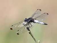 Libellula fulva 26, Bruine Korenbout, Saxifraga-Henk Baptist