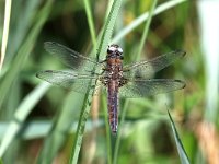 Libellula fulva 27, Bruine Korenbout, Saxifraga-Henk Baptist