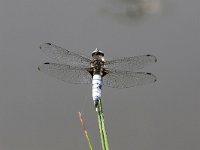 Libellula fulva 28, Bruine Korenbout, Saxifraga-Henk Baptist