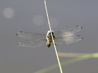 Libellula fulva 29, Bruine Korenbout, Saxifraga-Henk Baptist