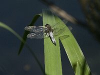 Libellula fulva 3, Bruine korenbout, Saxifraga-Jan van der Straaten