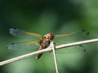 Libellula fulva 30, Bruine Korenbout, Saxifraga-Henk Baptist