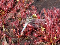 Libellula fulva 31, Bruine Korenbout, Saxifraga-Henk Baptist