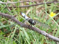 Libellula fulva 32, Bruine Korenbout, Saxifraga-Henk Baptist