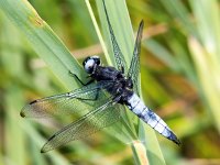 Libellula fulva 33, Bruine korenbout, Saxifraga-Bart Vastenhouw