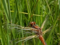 Libellula fulva 38, Bruine korenbout, Saxifraga-Ed Stikvoort