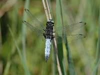 Libellula fulva 4, Bruine korenbout, Vlinderstichting-Jaap Bouwman : p