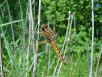 Libellula fulva 5, Bruine korenbout, female, Saxifraga-Willem Jan Hoeffnagel