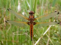 Libellula fulva 6, Bruine korenbout, female, Saxifraga-Mark Zekhuis