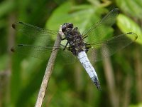 Libellula fulva 7, Bruine korenbout, female, Saxifraga-Willem Jan Hoeffnagel