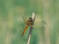 Libellula fulva 8, Bruine korenbout, female, Saxifraga-Robert Ketelaar