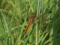 Libellula fulva 9, Bruine korenbout, female, Saxifraga-Willem Jan Hoeffnagel  Minolta DSC