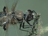 Libellula quadrimaculata 1, Viervlek, Saxifraga-Frits Bink