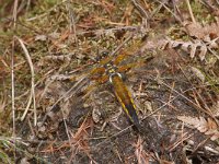 Libellula quadrimaculata 11, Viervlek, Saxifraga-Kees Marijnissen