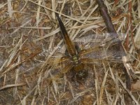 Libellula quadrimaculata 12, Viervlek, Saxifraga-Kees Marijnissen