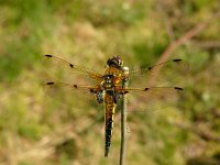 Libellula quadrimaculata 13, female, Viervlek, Saxifraga-Harry van Oosterhout : insect, libel, viervlek libel