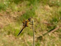 Libellula quadrimaculata 14, female, Viervlek, Saxifraga-Harry van Oosterhout : insect, libel, viervlek libel