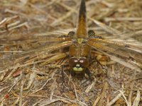 Libellula quadrimaculata 15, Viervlek, Saxifraga-Kees Marijnissen