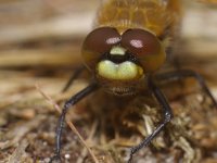 Libellula quadrimaculata 16, Viervlek, Saxifraga-Kees Marijnissen