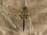 Libellula quadrimaculata 17, Viervlek, Saxifraga-Mark Zekhuis