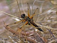 Libellula quadrimaculata 18, Viervlek, Saxifraga-Ab H Baas