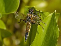 Libellula quadrimaculata 19, Viervlek, Saxifraga-Ab H Baas