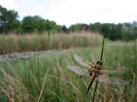 Libellula quadrimaculata 2, Viervlek, Vlinderstichting-Tim Termaat