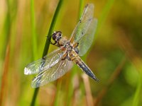 Libellula quadrimaculata 21, Viervlek, Saxifraga-Rudmer Zwerver