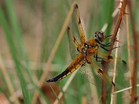 Libellula quadrimaculata 22, Viervlek, Saxifraga-Rudmer Zwerver : algemeen, algemene, close up, ecologie, groen, insect, korenbout, landschap, libel, libelle, libellula, libellula quadrimaculata, macro, natuur, natuurbeheer, natuurbeleid, natuurlijk, natuurlijke, natuurwaarde, omgeving, rust, rustend, viervlek, vrouw, vrouwtje, water, waterkwaliteit