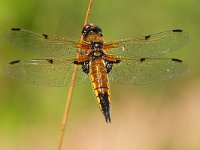 Libellula quadrimaculata 24, Viervlek, Saxifraga-Rudmer Zwerver : algemeen, algemene, close up, ecologie, groen, insect, korenbout, landschap, libel, libelle, libellula, libellula quadrimaculata, macro, natuur, natuurbeheer, natuurbeleid, natuurlijk, natuurlijke, natuurwaarde, omgeving, rust, rustend, viervlek, vrouw, vrouwtje, water, waterkwaliteit