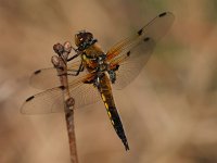 Libellula quadrimaculata 25, Viervlek, Saxifraga-Rudmer Zwerver : algemeen, algemene, close up, ecologie, groen, insect, korenbout, landschap, libel, libelle, libellula, libellula quadrimaculata, macro, natuur, natuurbeheer, natuurbeleid, natuurlijk, natuurlijke, natuurwaarde, omgeving, rust, rustend, viervlek, vrouw, vrouwtje, water, waterkwaliteit