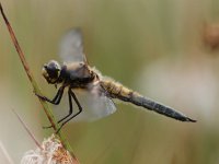 Libellula quadrimaculata 26, Viervlek, Saxifraga-Rudmer Zwerver