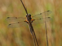 Een rustende viervlek : algemeen, algemene, close up, ecologie, groen, insect, korenbout, landschap, libel, libelle, libellula, libellula quadrimaculata, macro, natuur, natuurbeheer, natuurbeleid, natuurlijk, natuurlijke, natuurwaarde, omgeving, rust, rustend, viervlek, vrouw, vrouwtje, water, waterkwaliteit