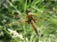 Libellula quadrimaculata 28, Viervlek, Saxifraga-Rutger Barendse