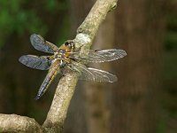 Libellula quadrimaculata 29, Viervlek, Saxifraga-Hans Dekker